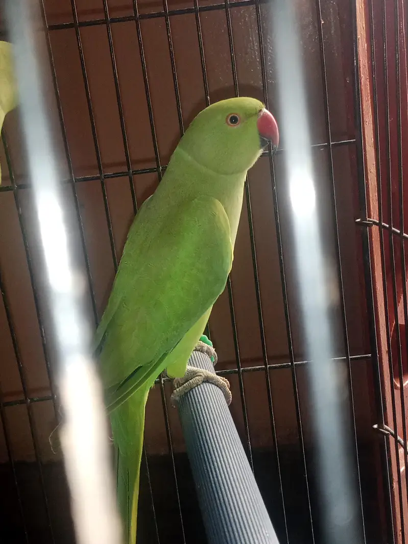 green paroots for sale urgent healthy and active pair — photo 4