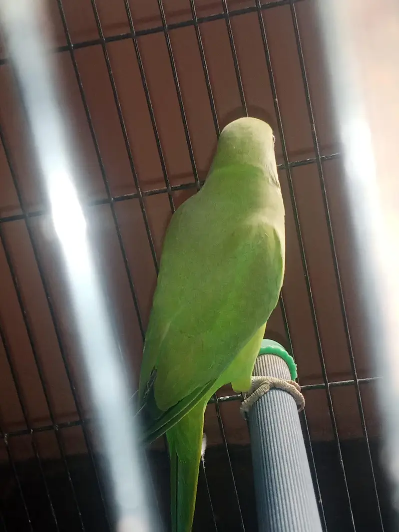 green paroots for sale urgent healthy and active pair — photo 5