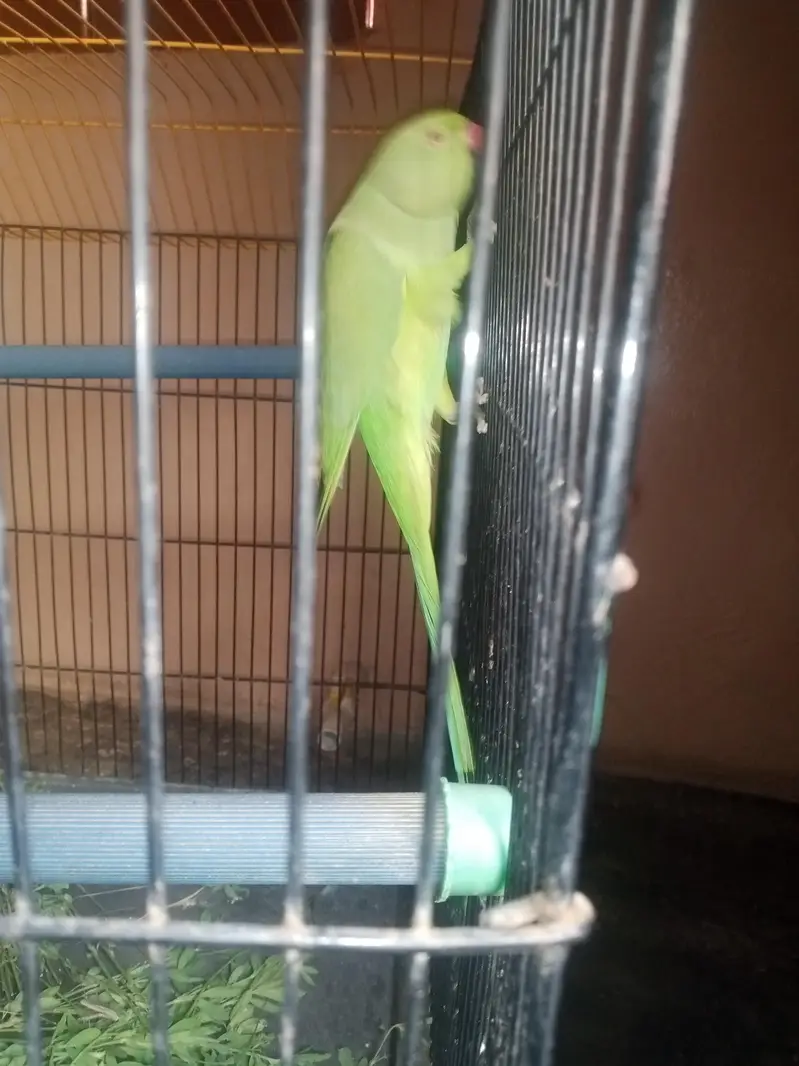 green paroots for sale urgent healthy and active pair — photo 6