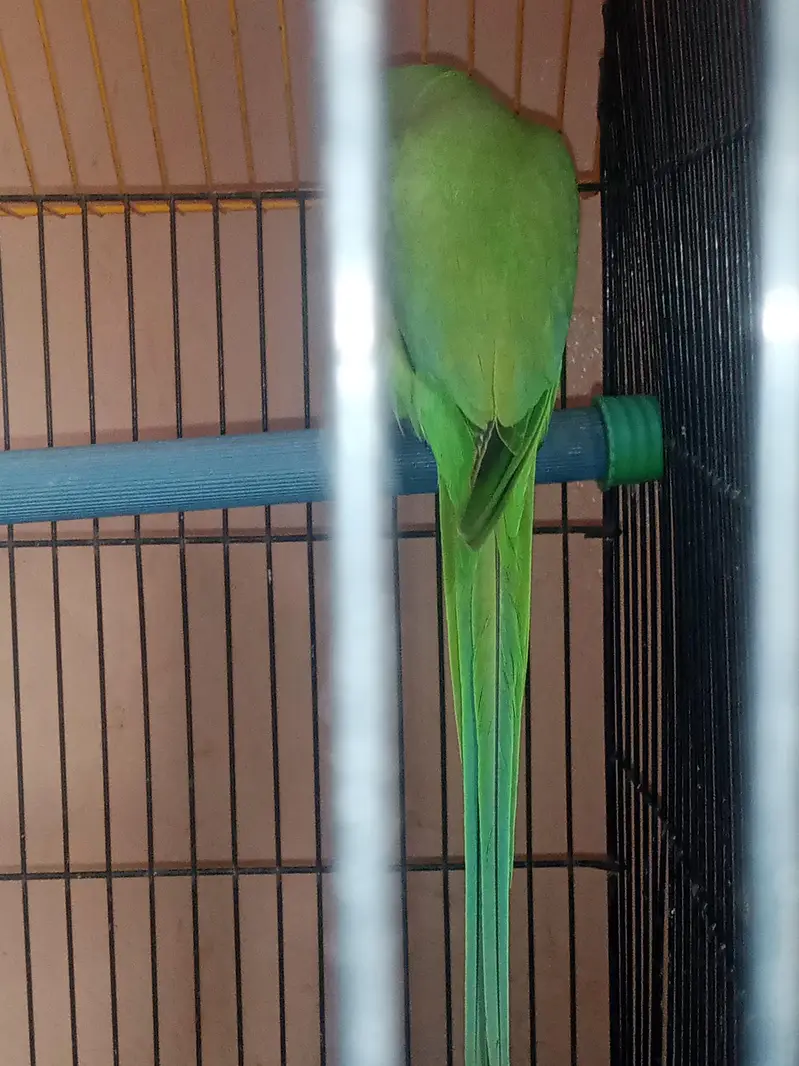 green paroots for sale urgent healthy and active pair — photo 8