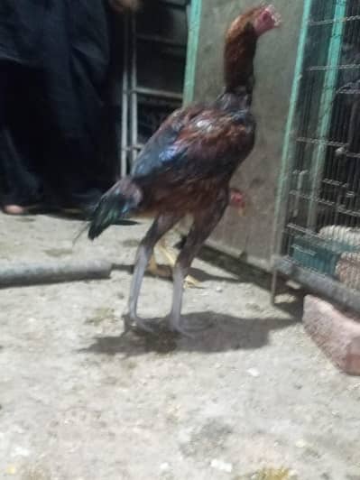 patha for sale