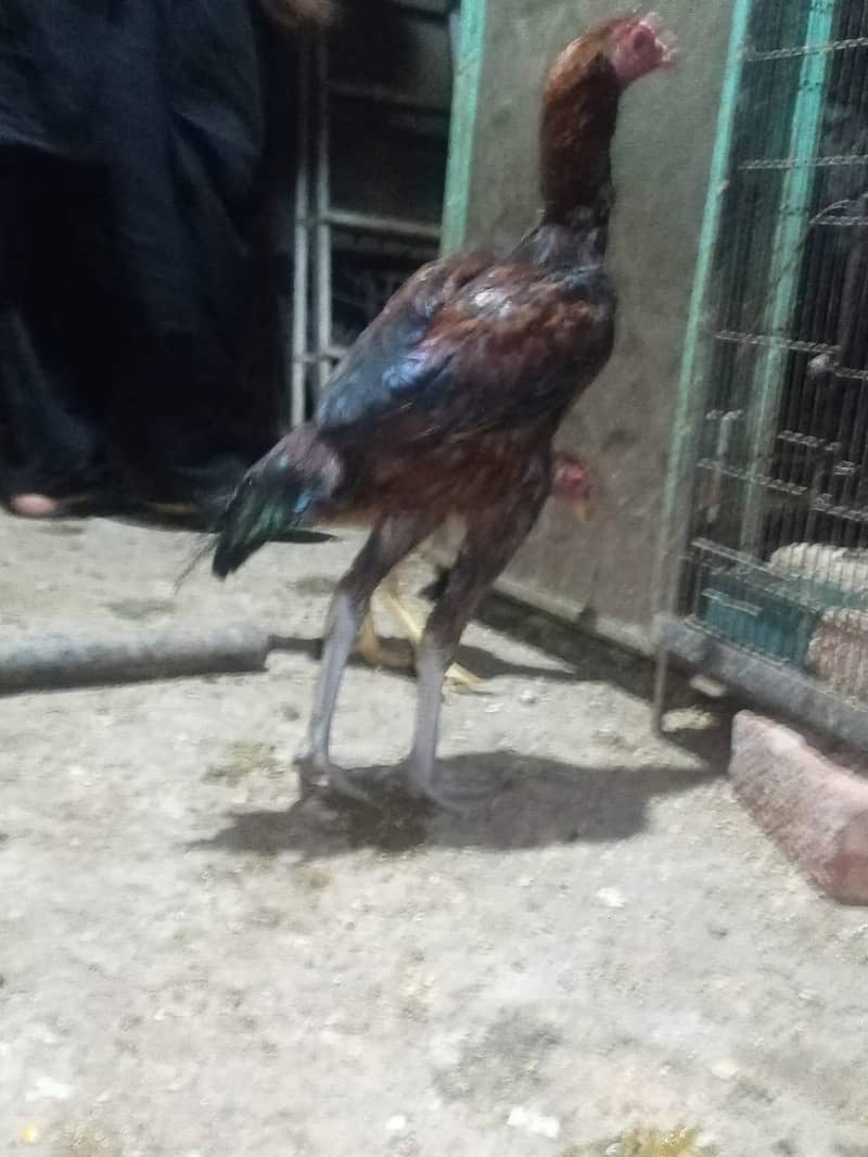 patha for sale 0