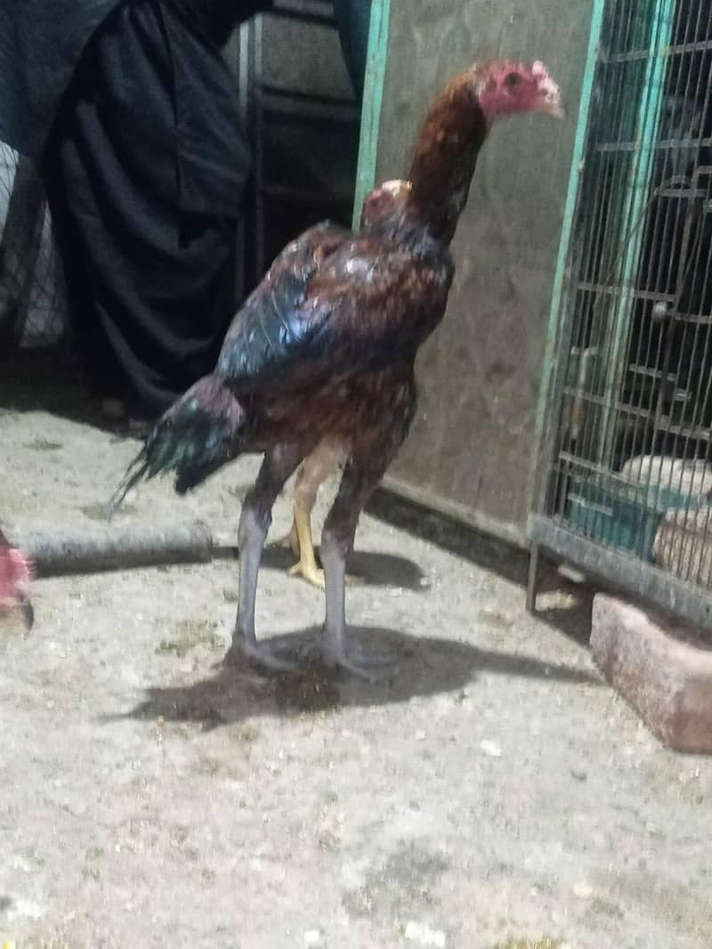 patha for sale 2