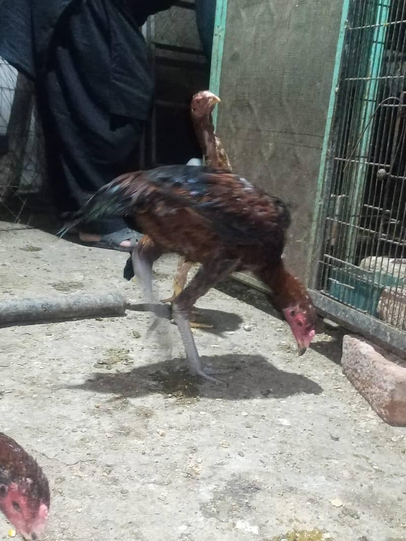 patha for sale 3