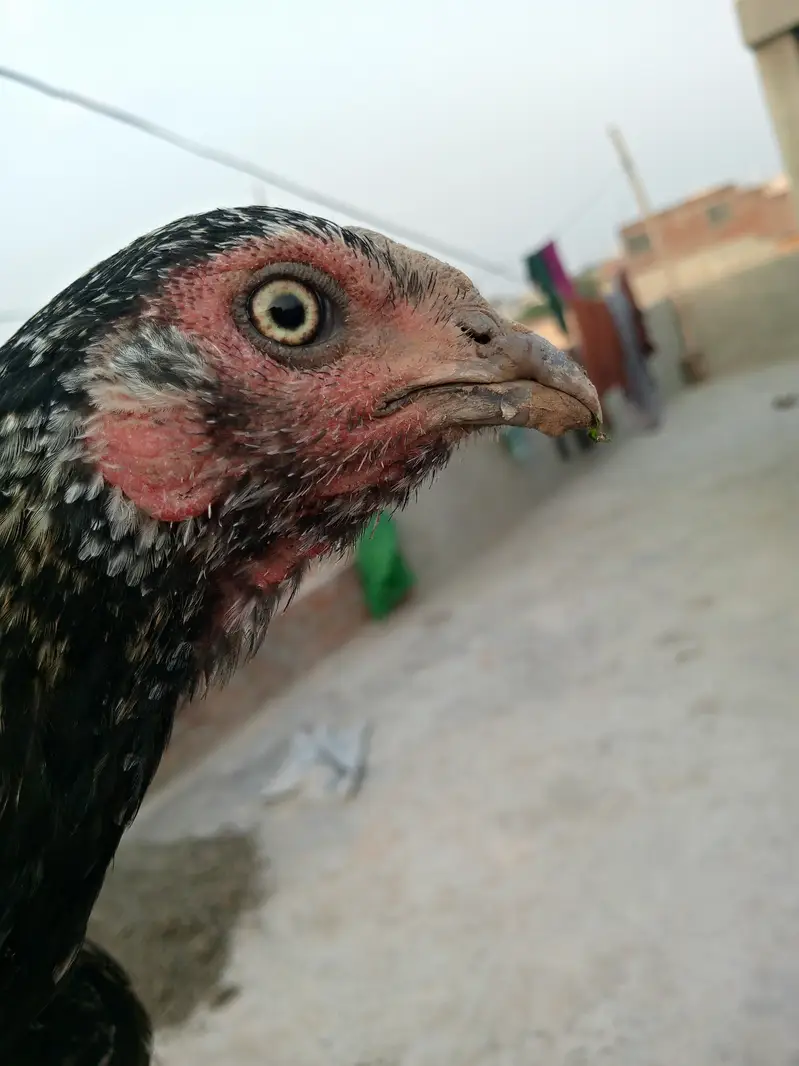 Aseel morga or morgiya active ha healthy hs — photo 4