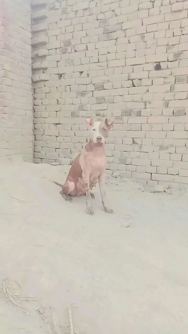 pitbull bully 03000474473 — photo 2
