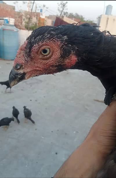 black murgi