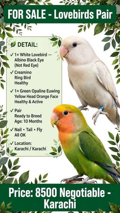 Lovebirds for sale