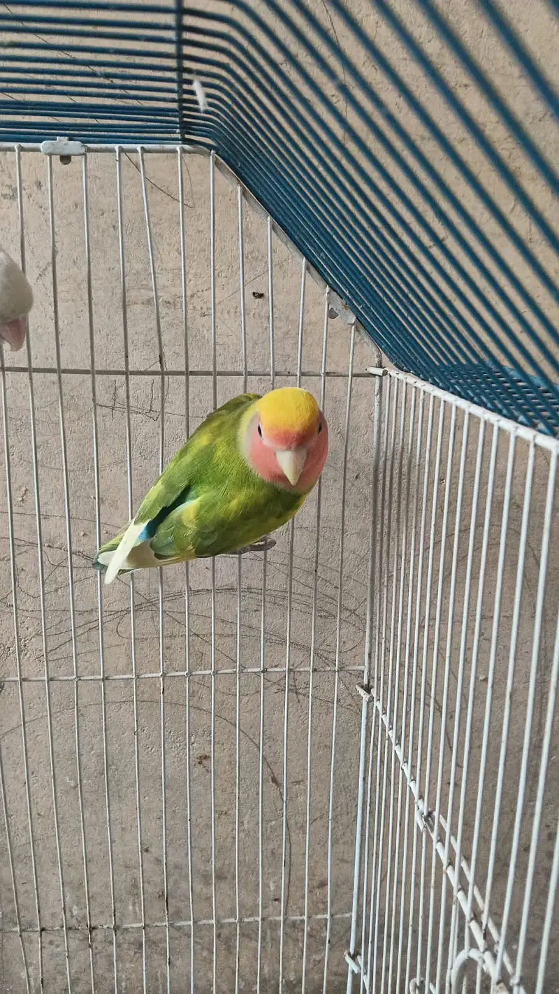 Lovebirds for sale — photo 2