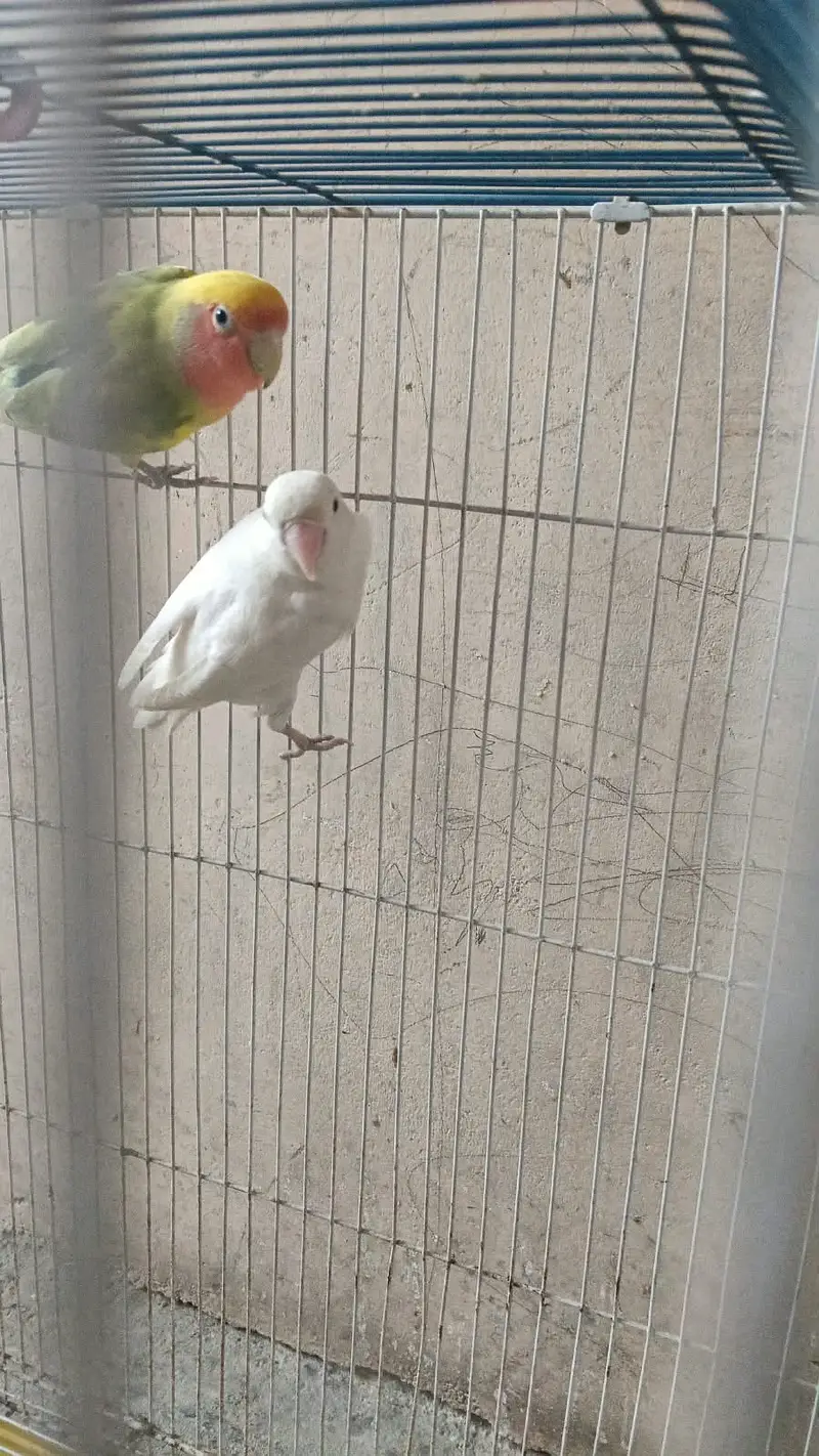 Lovebirds for sale — photo 3