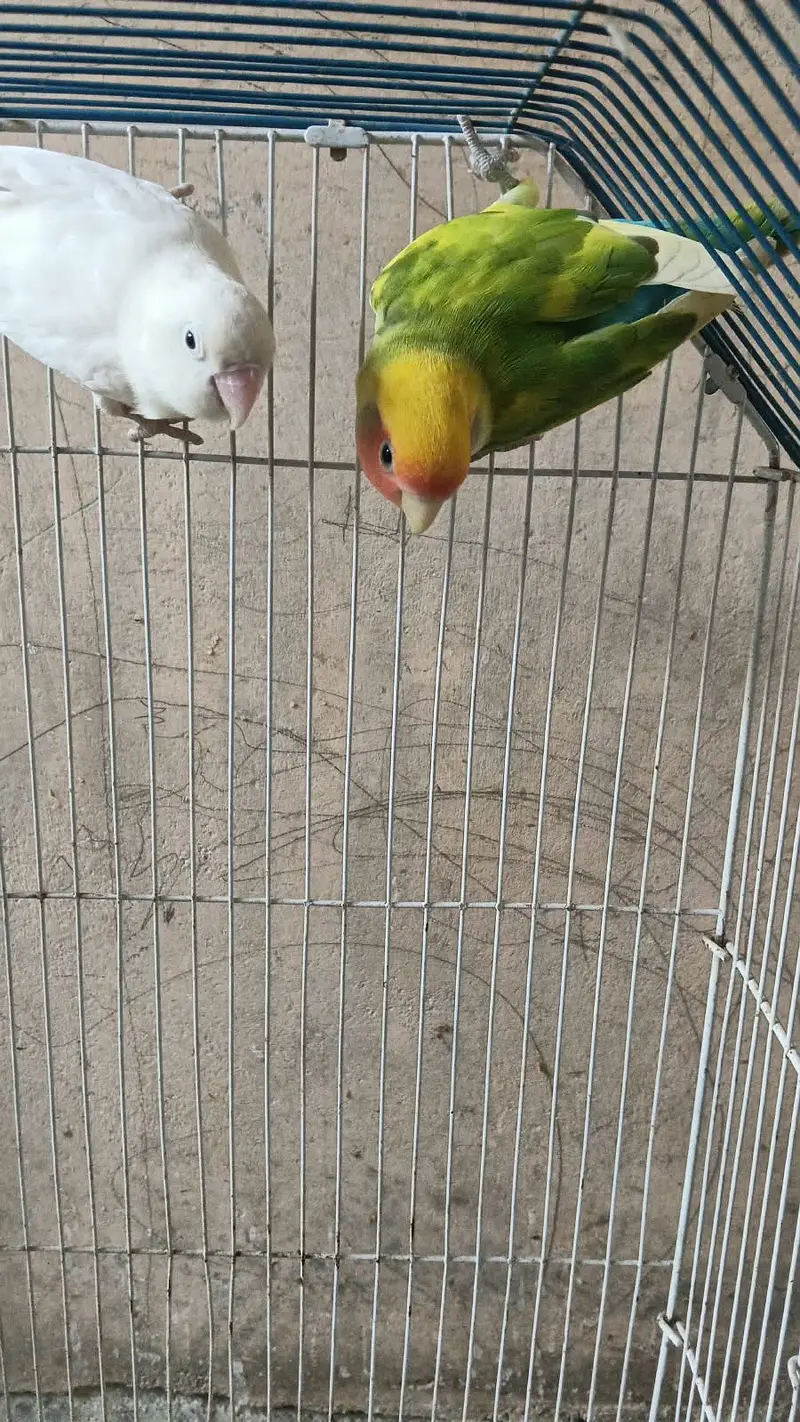 Lovebirds for sale — photo 4