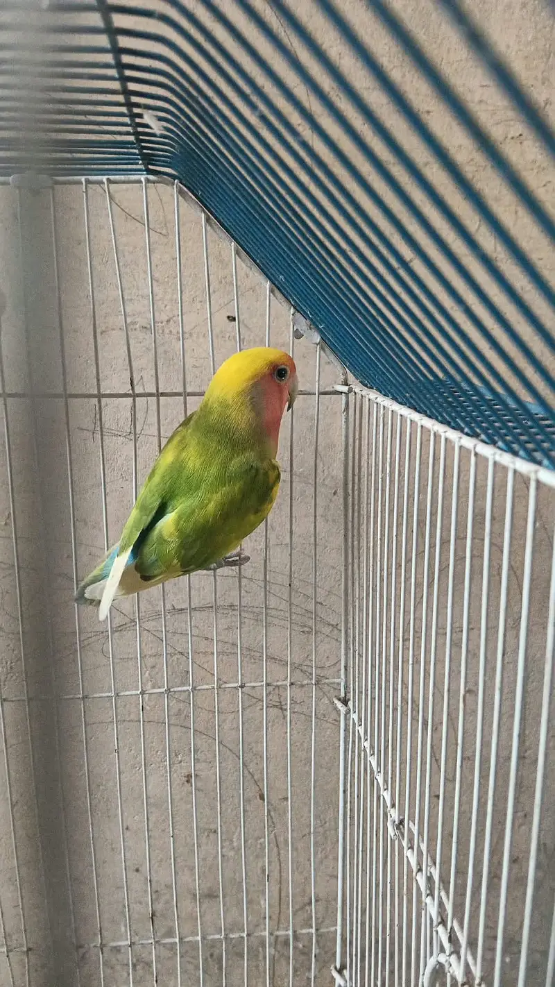 Lovebirds for sale — photo 5