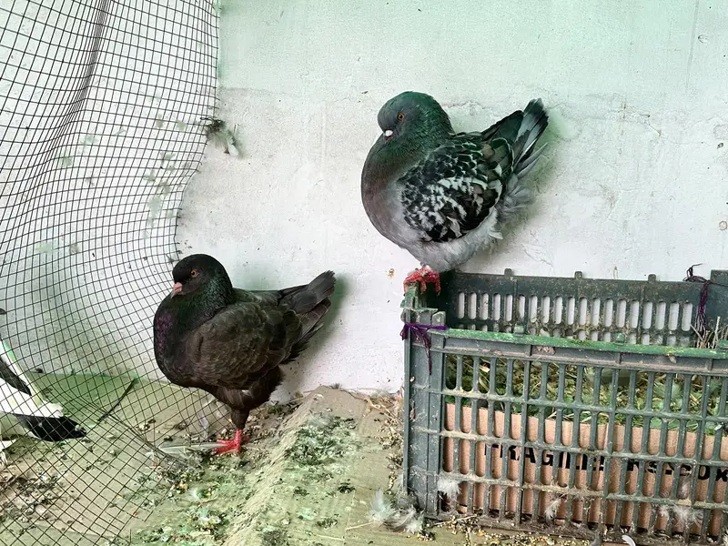 US Modena,Magpai Pouter — photo 4