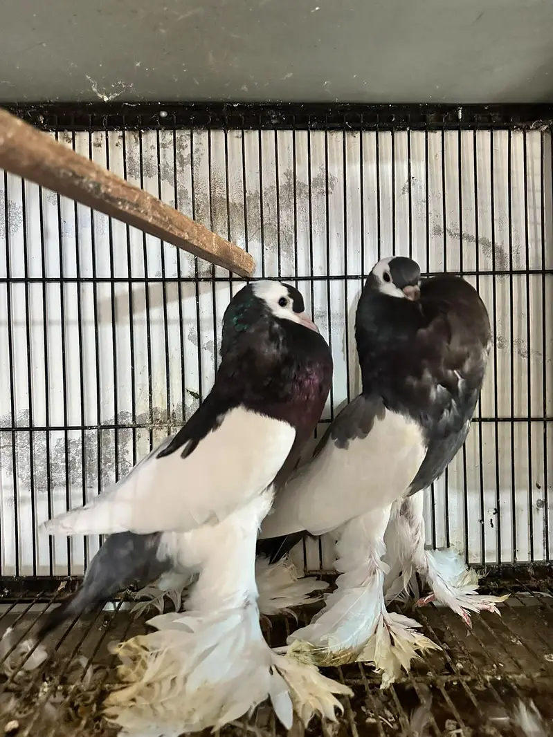 US Modena,Magpai Pouter — photo 8