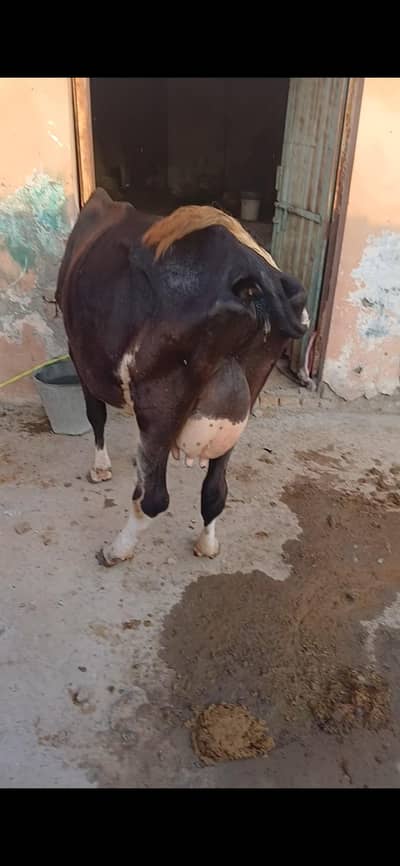 urgent sale my cow with female bachre