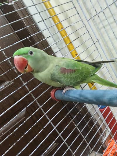 Raw talking parrot with cage learning age best age for train learning