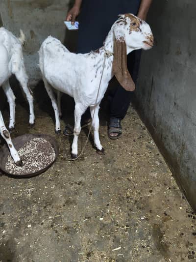 makkhi cheeni goat for sale 2 teeth 13 month makkhi cheeni  bakri