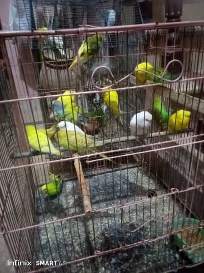 Budgies for sale