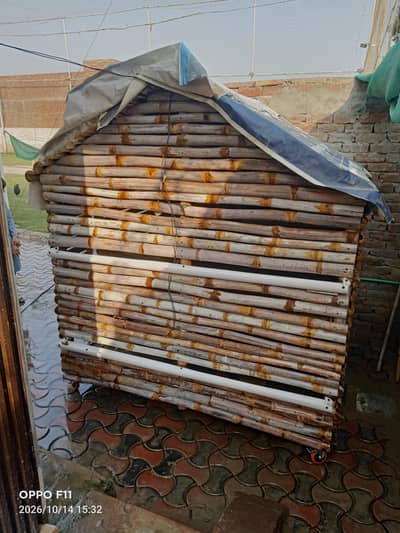 Cage Hen/Birds
