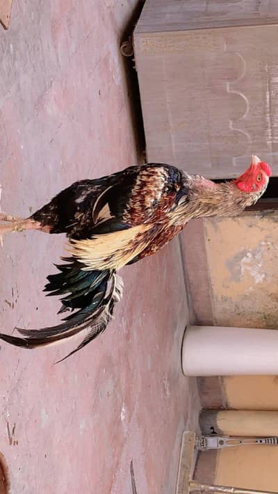 Beautiful Aseel Java Murgha for Sale | شوقین حضرات کے لیے
