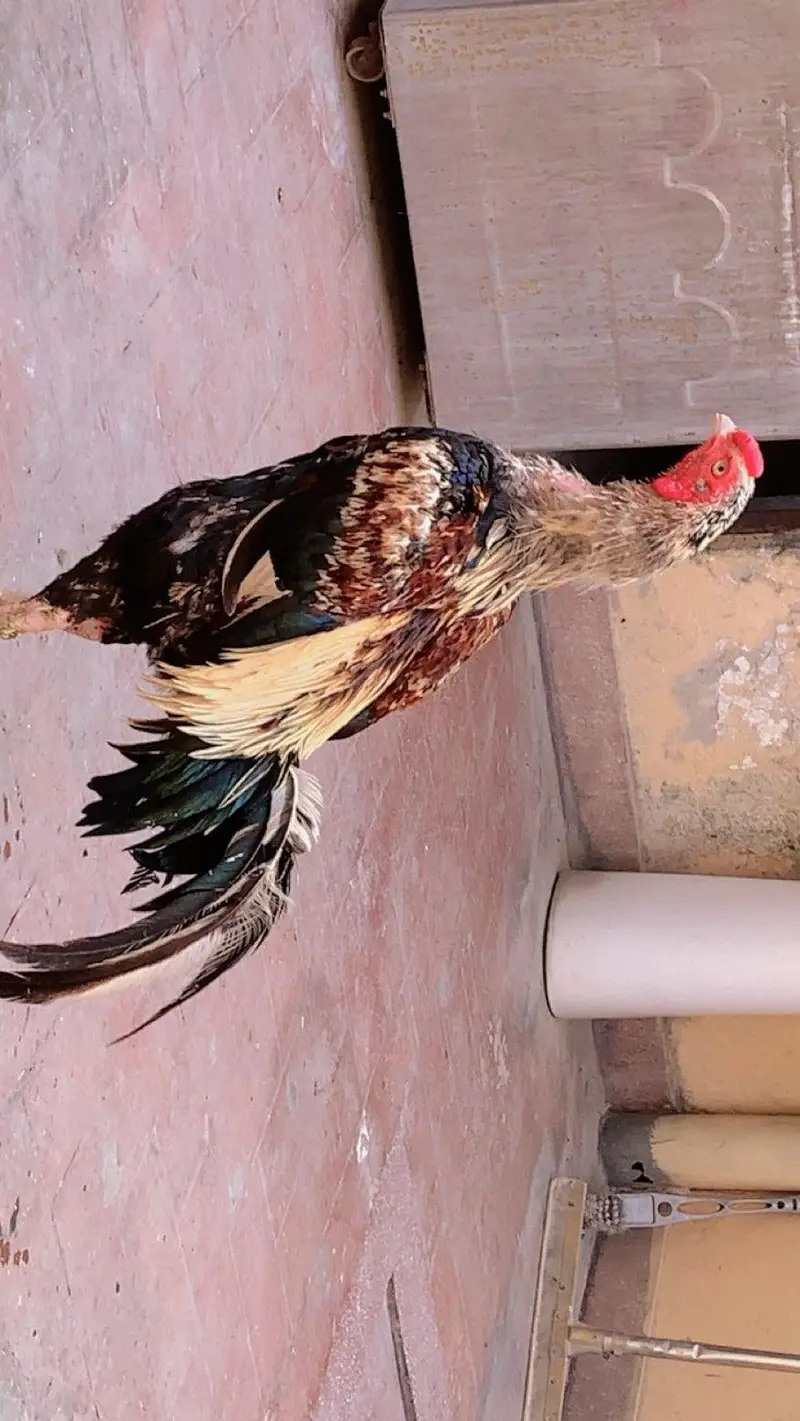 Beautiful Aseel Java Murgha for Sale | شوقین حضرات کے لیے — photo 2