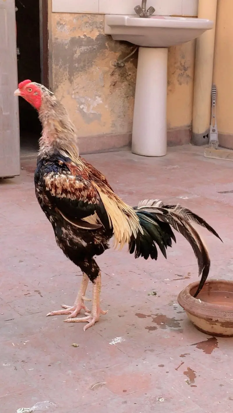 Beautiful Aseel Java Murgha for Sale | شوقین حضرات کے لیے — photo 3