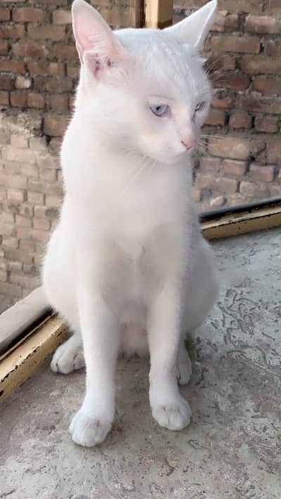 Mixed Breed (Not Confirmed)
