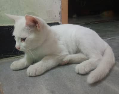 Single Coat Persian Cat very Playful