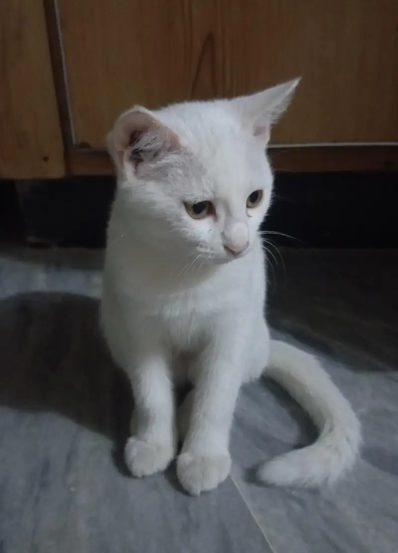 Single Coat Persian Cat very Playful — photo 3