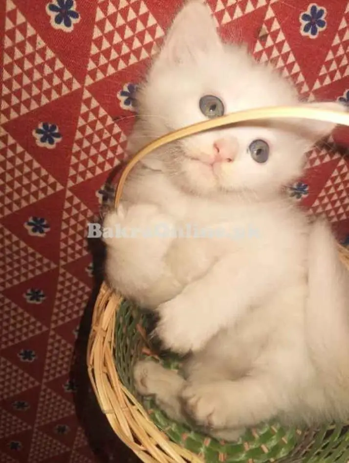 Single Coat Persian Cat very Playful — photo 4