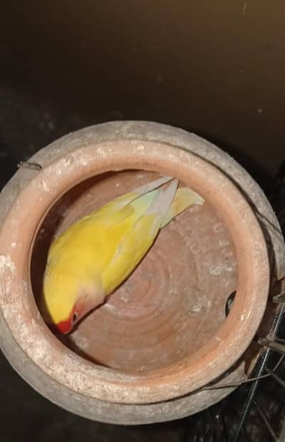 BREEDER. Coman Latino Red Eyes