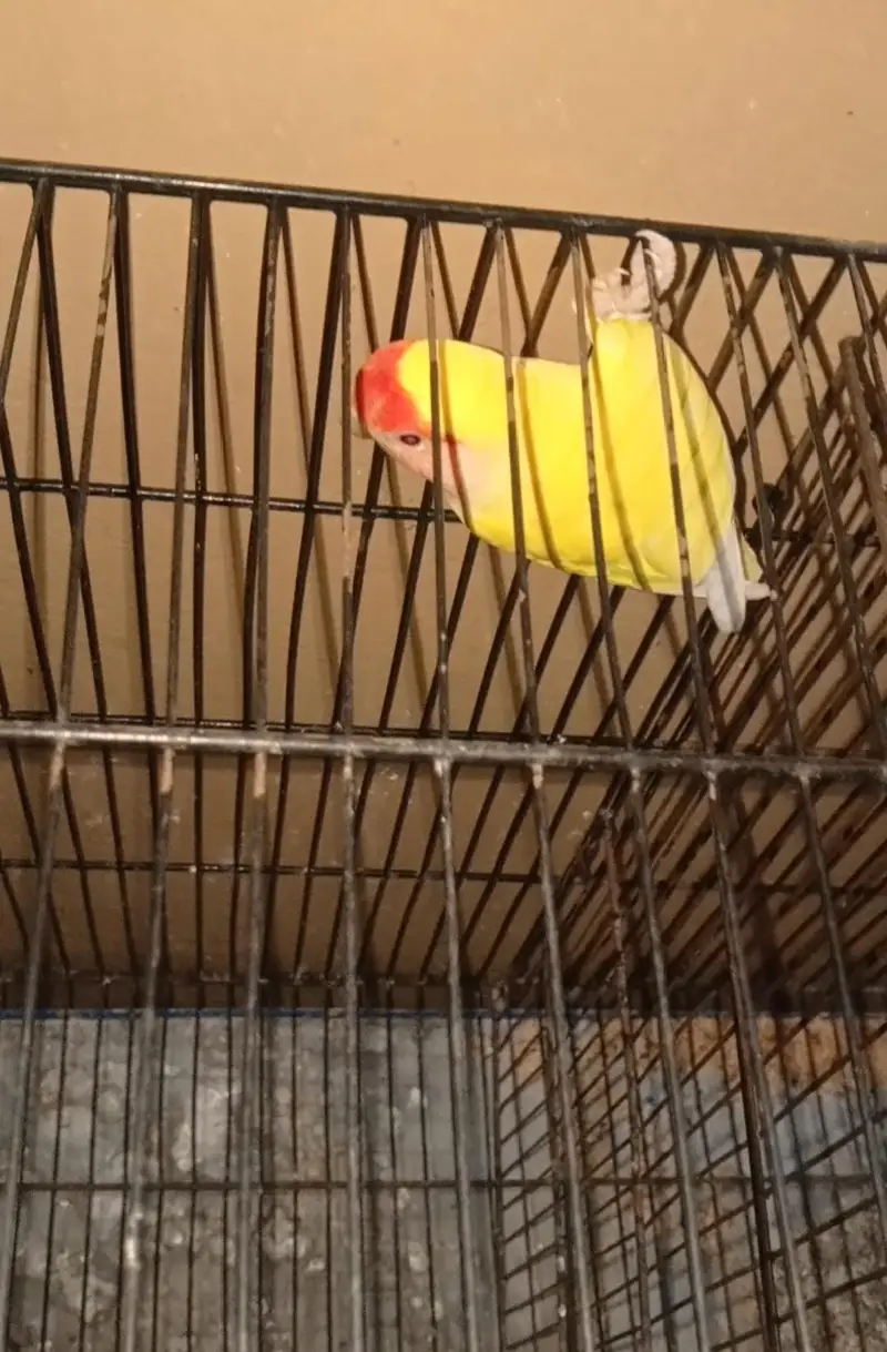 BREEDER. Coman Latino Red Eyes — photo 2