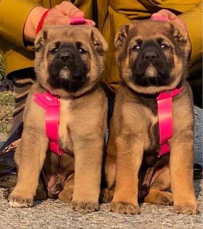 Turkish kangal | kurdish kangal | kangal dog | kangal puppy |kangal