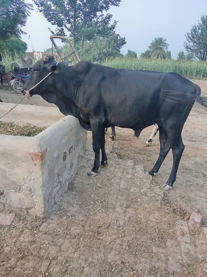دو خوبصورت بلیک وچھے۔۔ وزن چار چار من۔۔ نسلی اینڈ تندرست 0