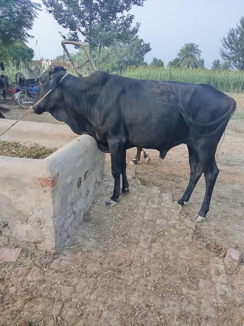 دو خوبصورت بلیک وچھے۔۔ وزن چار چار من۔۔ نسلی اینڈ تندرست 1