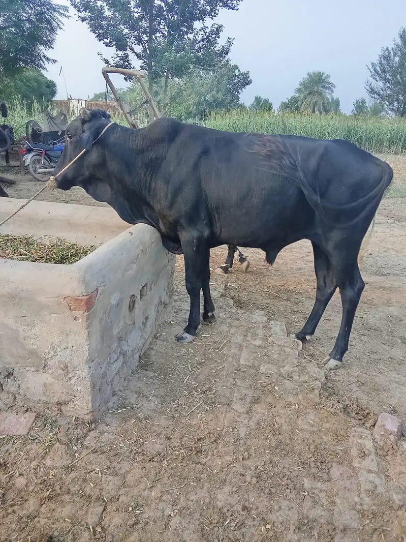 دو خوبصورت بلیک وچھے۔۔ وزن چار چار من۔۔ نسلی اینڈ تندرست — photo 2