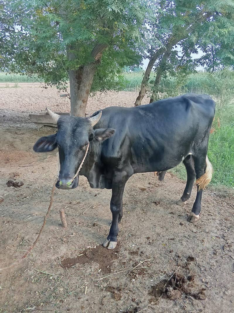 دو خوبصورت بلیک وچھے۔۔ وزن چار چار من۔۔ نسلی اینڈ تندرست 2