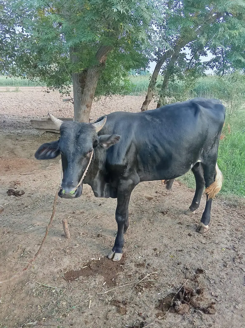 دو خوبصورت بلیک وچھے۔۔ وزن چار چار من۔۔ نسلی اینڈ تندرست — photo 3