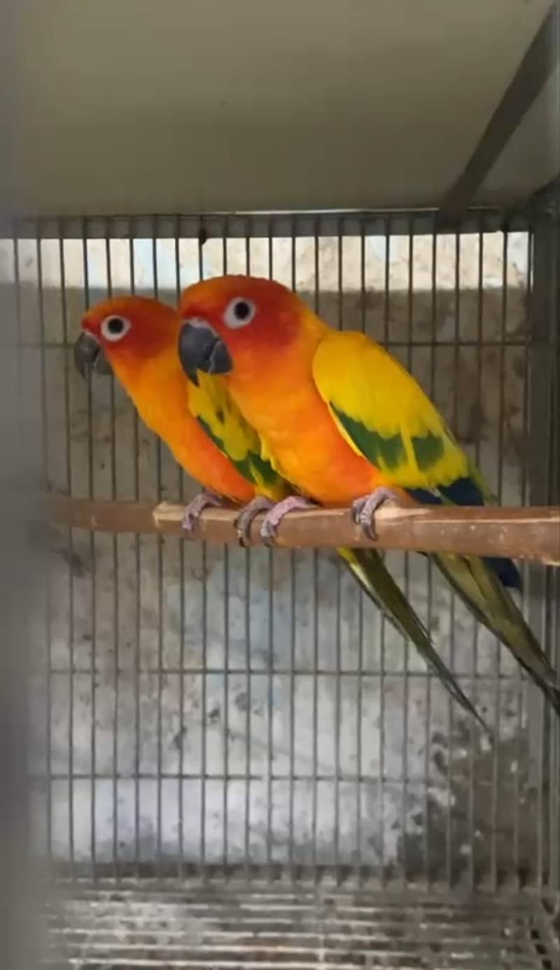 sun conure 0