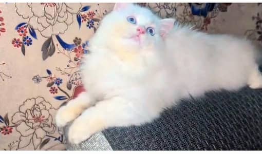 persion kitten 03204002043