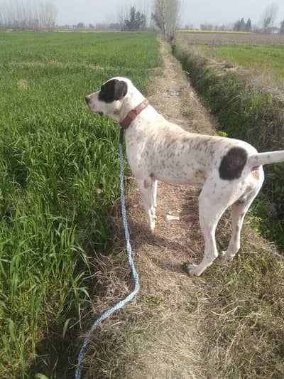 Bully Dog 32 inch
