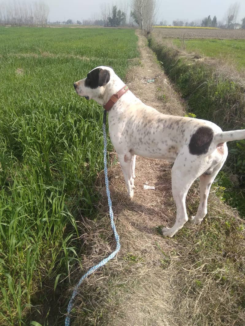 Bully Dog 32 inch 0