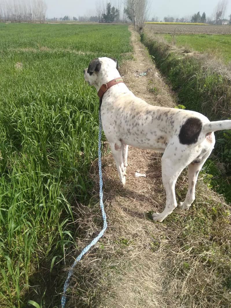 Bully Dog 32 inch 1