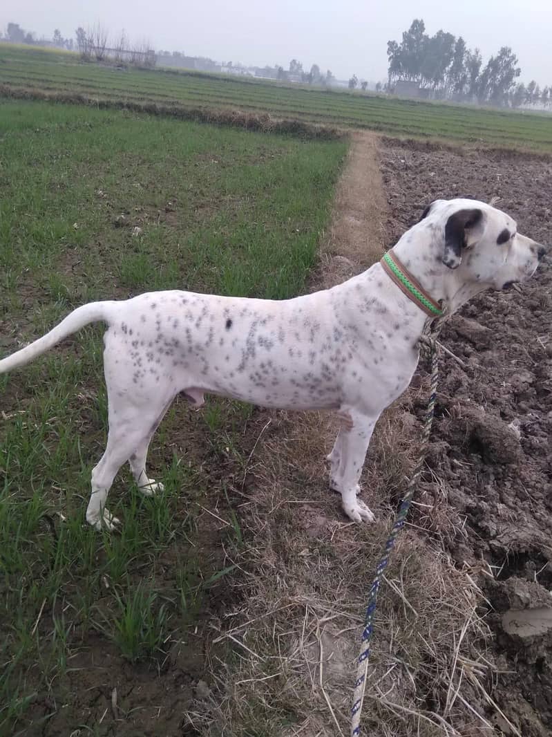 Bully Dog 32 inch 2