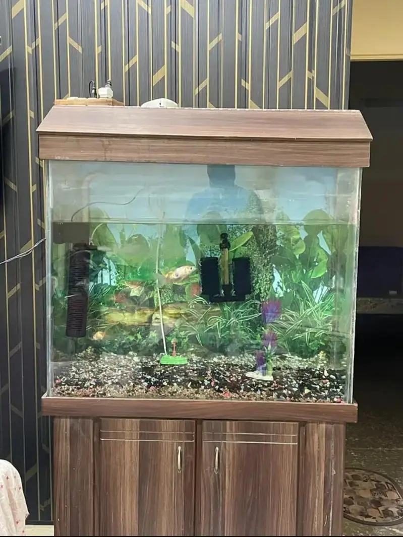 Aquarium with fishes — photo 2