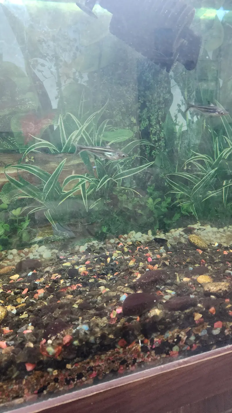 Aquarium with fishes — photo 3