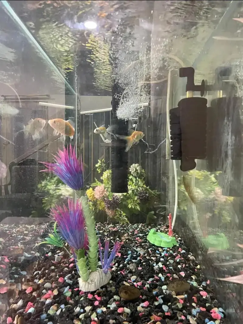 Aquarium with fishes — photo 4