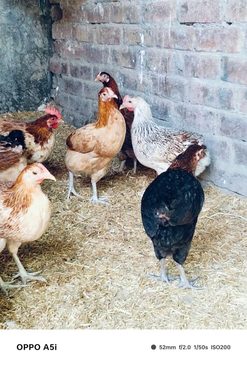egg laying hens 3