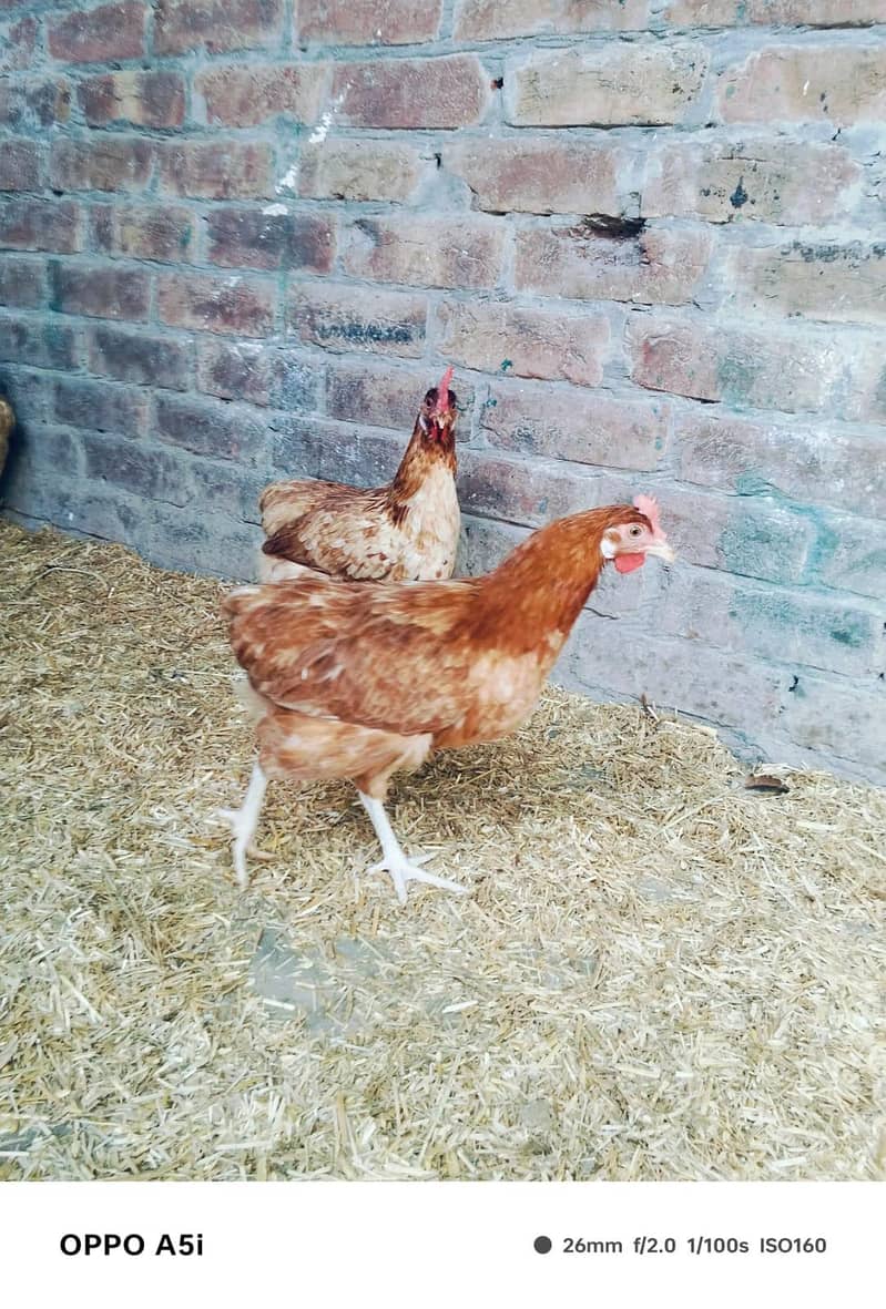 egg laying hens 4
