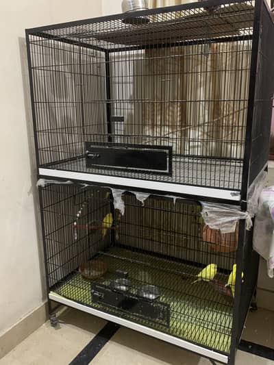 Cage with parrots for sale